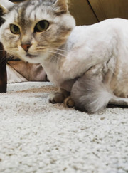 Грумер Екатерина Константиновна Кривицкая