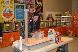 Питомник кошек BLACK FOX