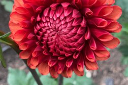 Питомник Ягодное Поле, с рейтингом 5 - находится по адресу Свердловская область, Полевской, улица Девяшина, 10 