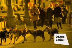 Служба отлова животных, с рейтингом 2.8 - находится по адресу Москва, Цветной бульвар, 30, стр. 1 