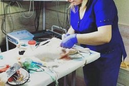 Ветеринарная клиника Добрые руки, с рейтингом 2.9 - находится по адресу Краснодар, 1 Мая улица, 538 