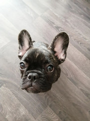 Артист цирка, кинолог Денис Васильевич Лебедев