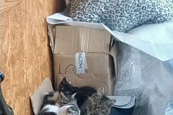 База отдыха Рыжий кот, с рейтингом 3 - находится по адресу Приморский край, с. Андреевка, Солнечная улица, 19/1 