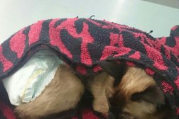 Ветеринарная клиника Малыш, с рейтингом 2.7 - находится по адресу Чувашская Республика, Чебоксары, улица Олега Кошевого, 6 