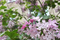 Гелиос, с рейтингом 3.3 - находится по адресу Приморский край, Находка, Бокситогорская, 20 