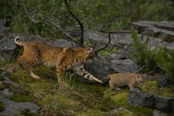 Ветеринарная клиника Никовет, с рейтингом 3.7 - находится по адресу Омск, улица Кирова, 8 