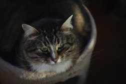 Салон красоты N-Studio, с рейтингом 2.5 - находится по адресу Москва, Дмитровское шоссе, 51к1 