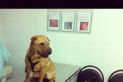 Ветеринарный центр Слон, с рейтингом 3.2 - находится по адресу Сочи, Туапсинская, 5/1 