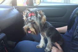 Парикмахерская для домашних животных Pretty Dogs, с рейтингом 3.2 - находится по адресу Республика Татарстан, Казань, улица Адоратского, 2 