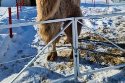 Ферма Оленево, с рейтингом 3.6 - находится по адресу Рязанская область, с. Агро-Пустынь, Оленево, ст1 