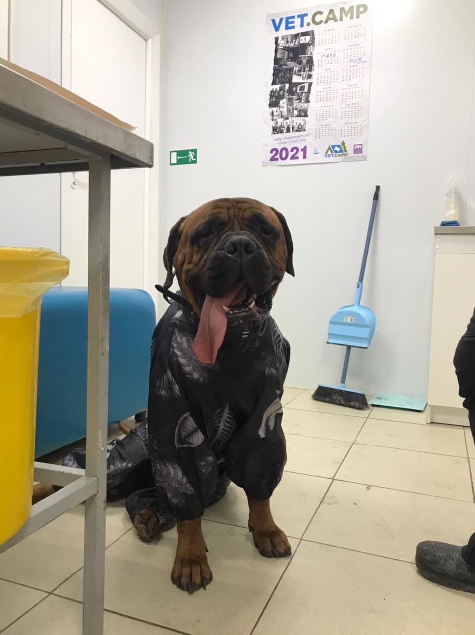 Белый волк, ветеринарная клиника на Советской улице в Рощино, Санкт ...