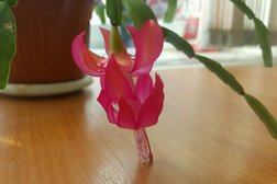 Преображенский
