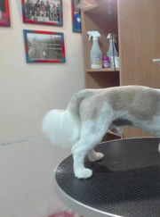 Грумер Алёна Викторовна Сыресёнкова