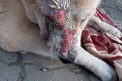 Ветеринарная клиника Зубохвост, с рейтингом 3.5 - находится по адресу Барнаул, улица Максима Горького, 41 