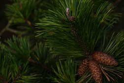 Садовый центр Азбука Сада, с рейтингом 3.3 - находится по адресу Свердловская область, Березовский, Северная промышленная зона, 18 