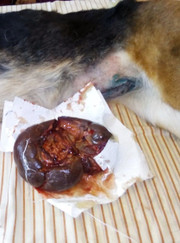 Ветеринар Артем Сергеевич Макаров